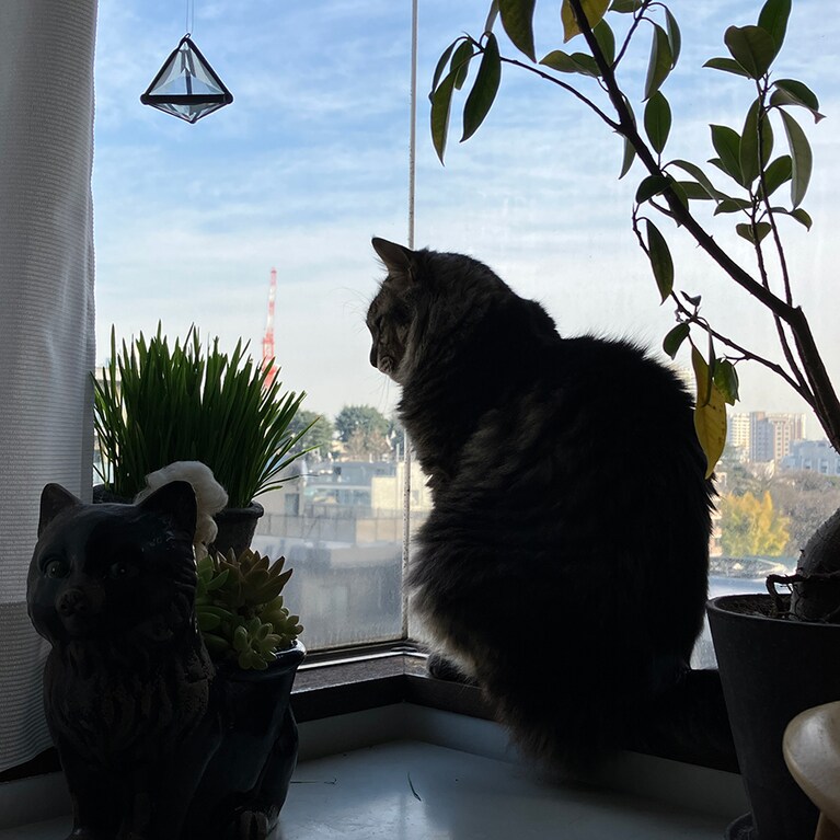 猫らしいふっくらしたフォルム。