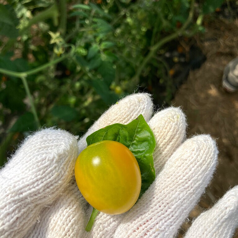 収穫した野菜は少しだけ拭いてそのままパクリ。トウモロコシはフルーツ並みの糖度で甘い！　バジルとトマトを合わせていただけばカプレーゼのようです。
