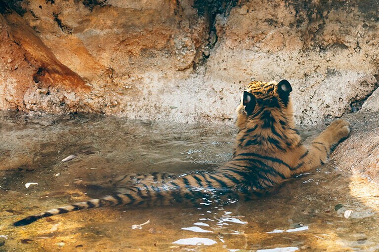 最後は気持ちよさそうに水浴びを楽しんでいました。