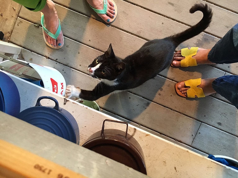 ラナイに居候しているミャオくん。かわいいーーー。