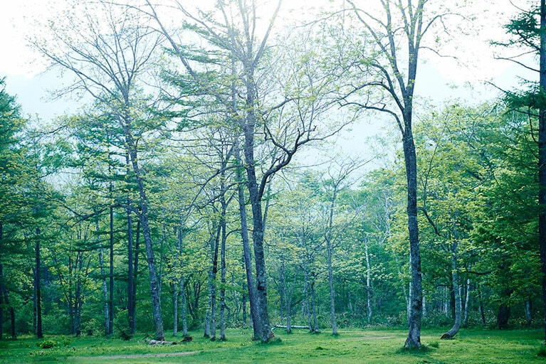 国立公園内にある全面草地のフリーサイト。