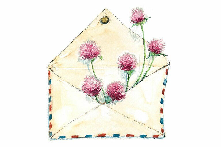 センニチコウ「シスター」。