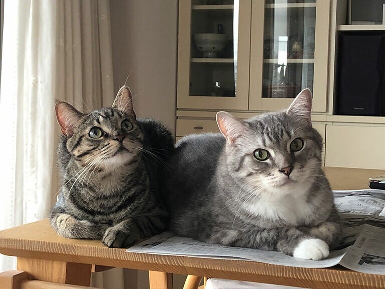 おうじ オス14歳。14歳の「おうじ」（写真右）は2年前にやってきた「たま」との追っかけっこで老化に歯止めがかかっています。仲良く一緒にくつろぐ姿がまさに天使！（幸せウサギさん）。