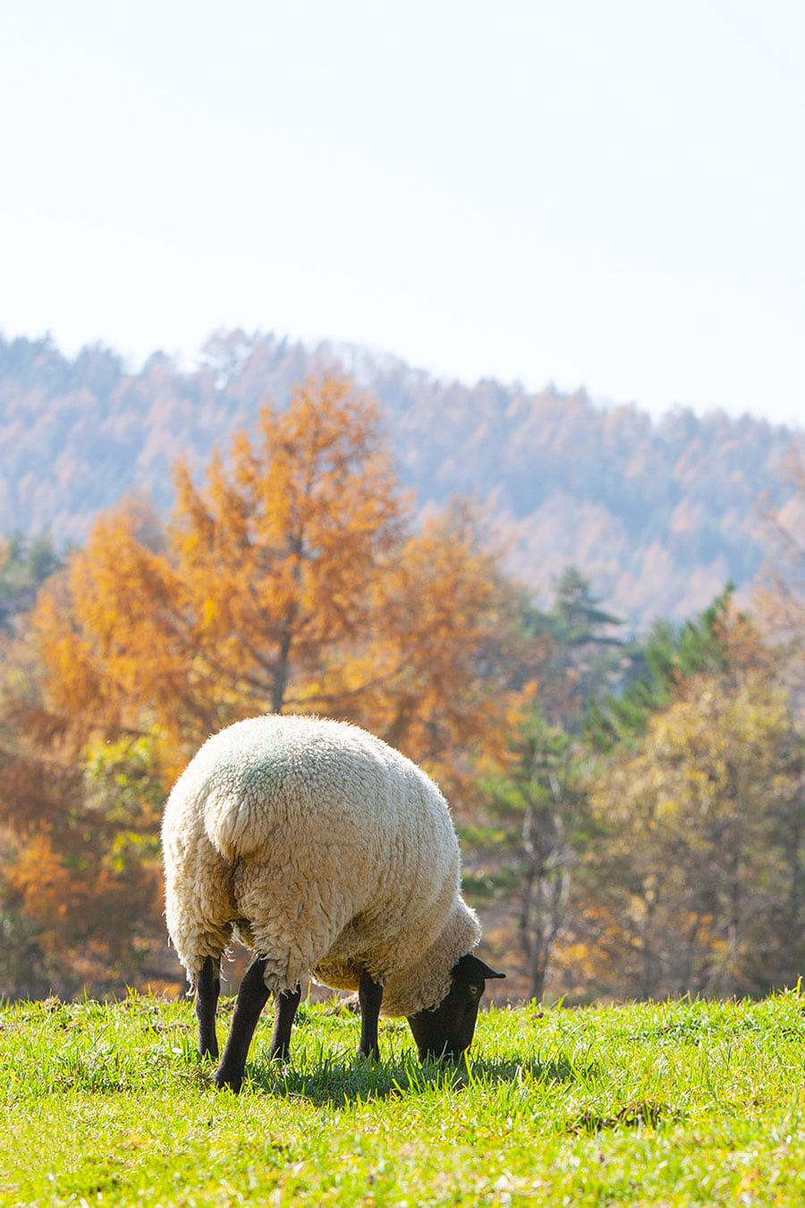 山梨県の「まきば公園」で11月に撮影。秋の風景も楽しみつつ羊を愛でて。