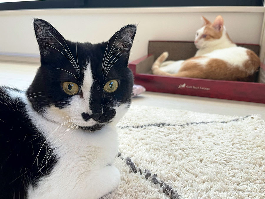 卵山さんの愛猫たち。左の白黒がトンちゃん。右奥は預かり猫のたねおくん。卵山玉子さんのTwitter(https://twitter.com/tongarirooms)より。
