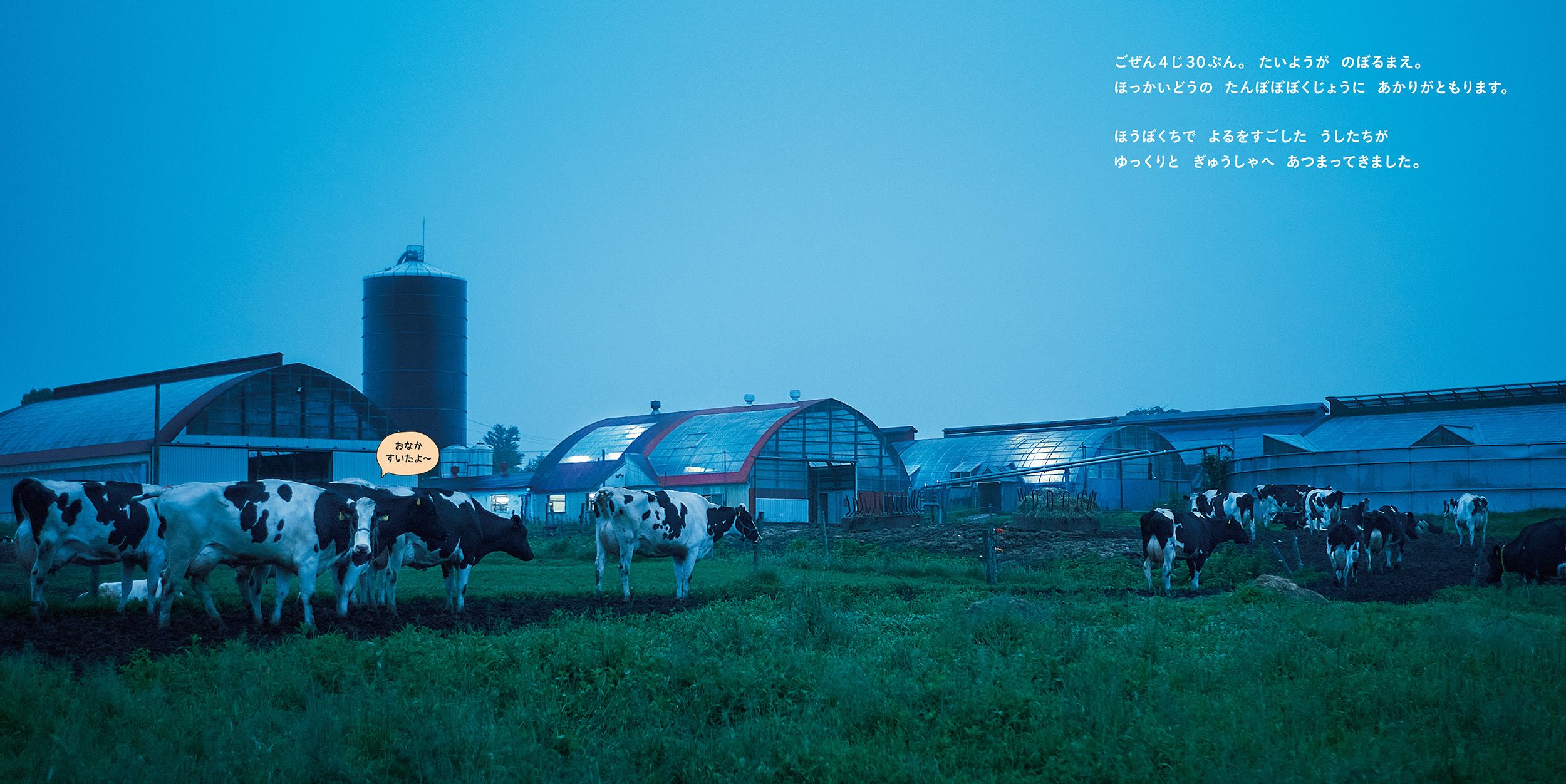必死に呼んだら牛が一頭だけこちらを向いてくれた最初のシーン　©キッチンミノル（白泉社）