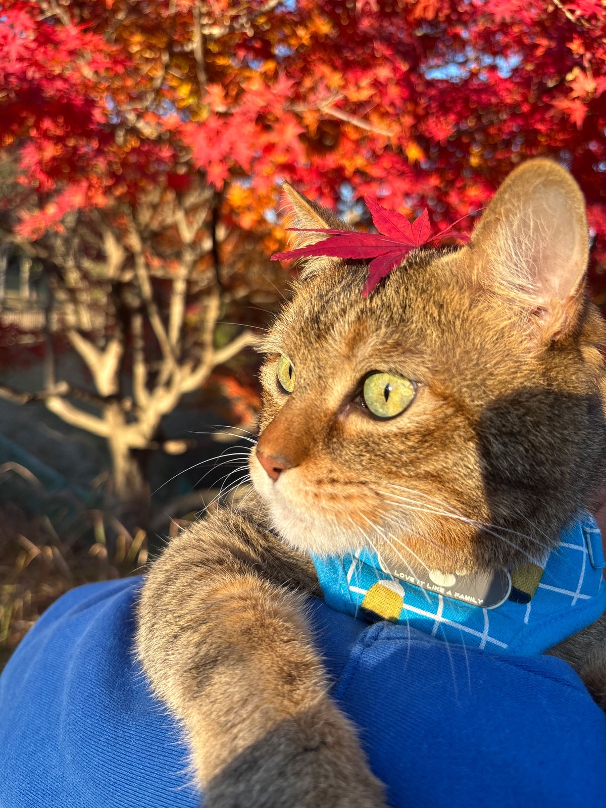 オンリーワン部門3位：茶々 ♂ 9歳。