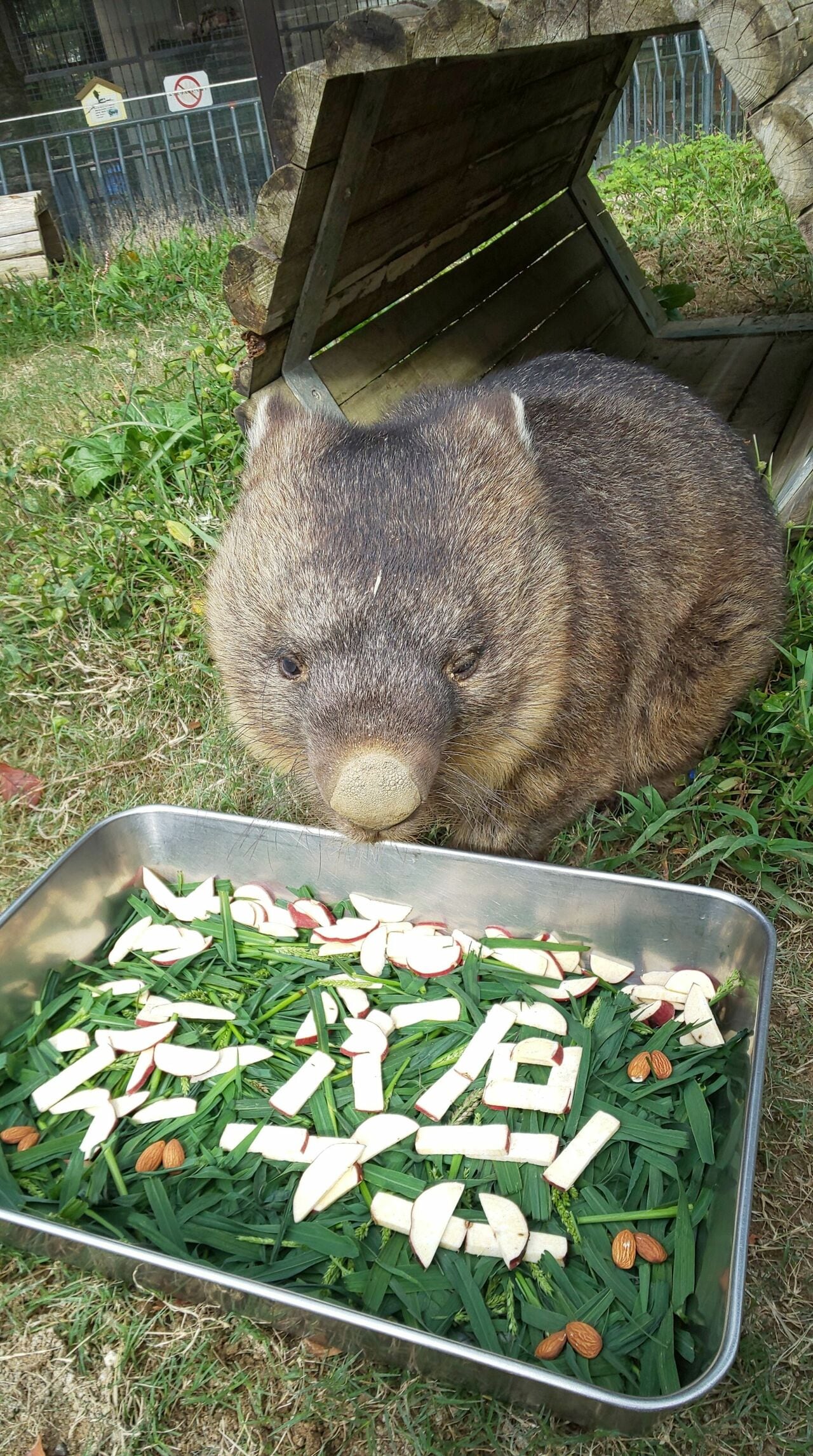 ワイン（オス・33歳）、長寿の秘訣は「よく食べて寝て、そして適度に運動すること」　提供：五月山動物園