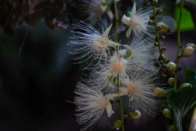 サガリバナ。©Hokulea IRIOMOTE