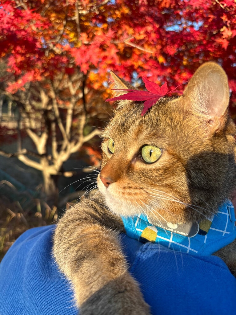 オンリーワン部門3位：茶々 ♂ 9歳。