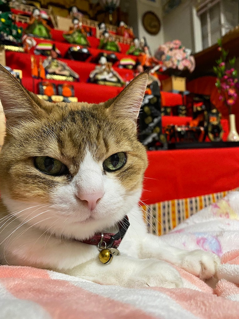 福 ♀ 14歳。一緒にゴロゴロしてくださいの図