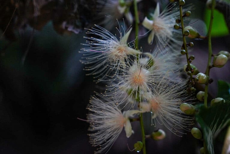 【沖縄県】サガリバナ。©Hokulea IRIOMOTE
