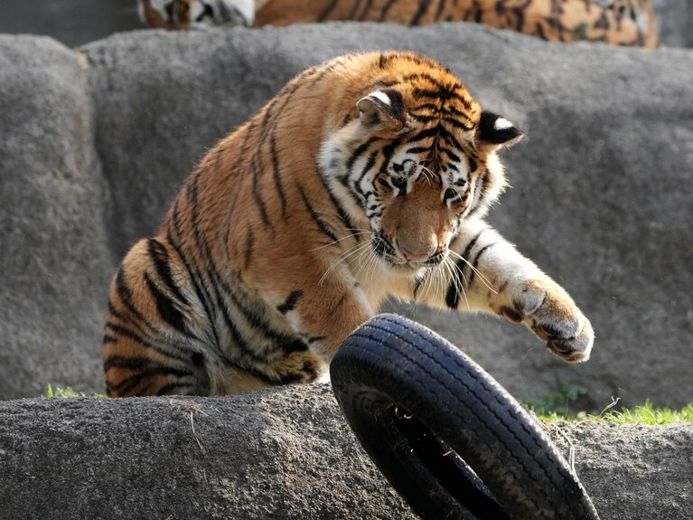 「後悔先に立たず」のキャッチコピーが添えらた、旭山動物園のアース。楽しくタイヤで遊んでいるけれど…？