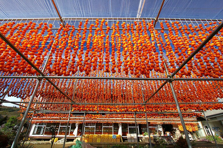甲州市松里地区の枯露柿づくり／山梨県