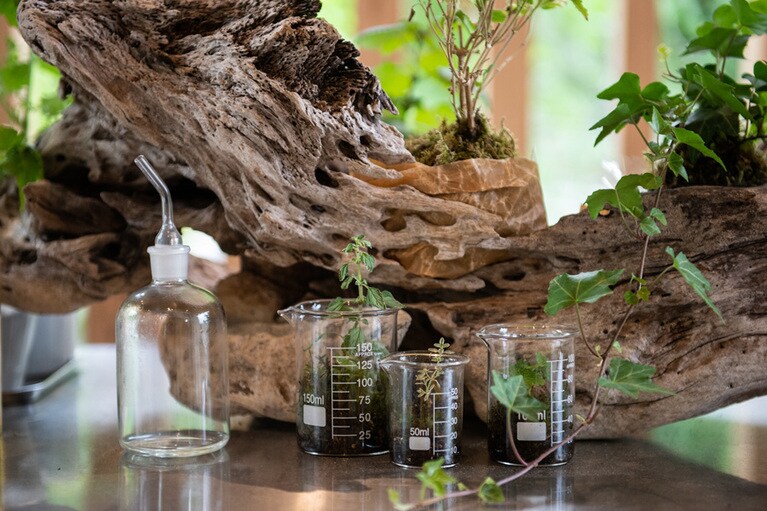 バジル、ミント、レモンバームなど、さまざまな効能を持つハーブの苗も販売。