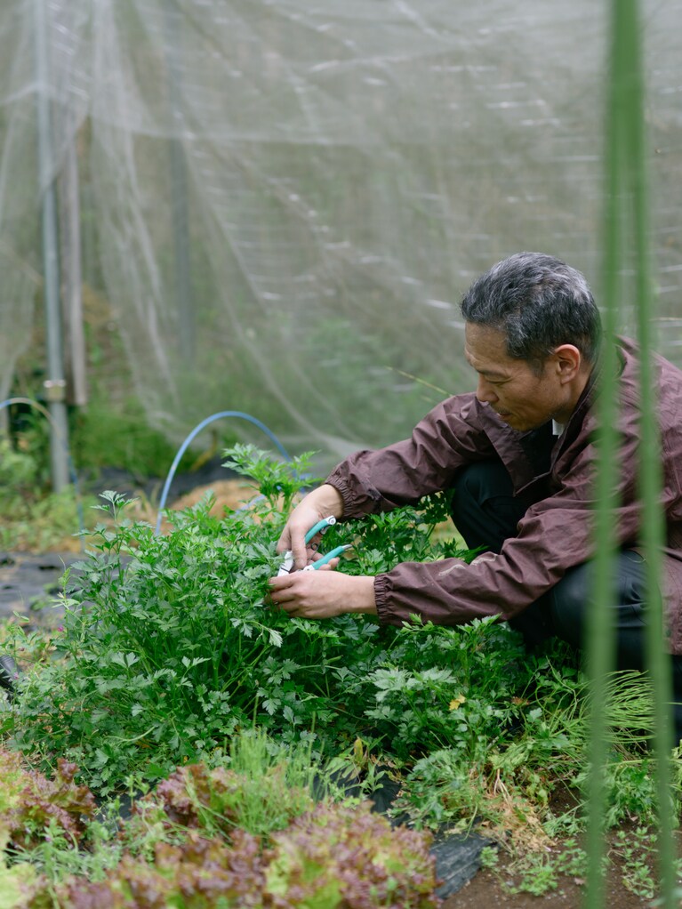 早朝に野菜を収穫する米山さん。