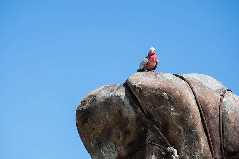 カラフルな鳥も多い。