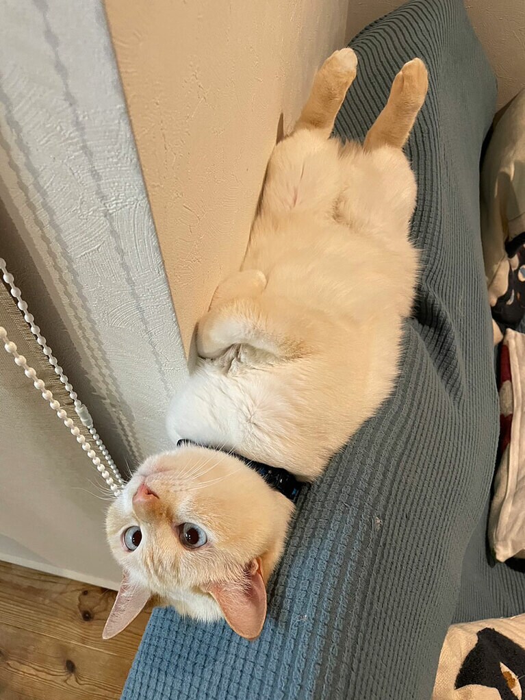 ショート ♂ 3歳。ソファの上で甘えたくなったにゃ（しんじおさんさん）