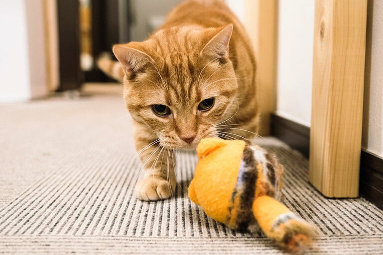 ボールのおもちゃを発見！