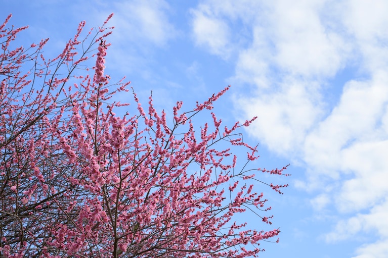 《早春の絶景散歩》紅白の梅の先には瀬戸内海、園内には古墳も！西日本随一の梅の名所「綾部山梅林」へ【兵庫県】