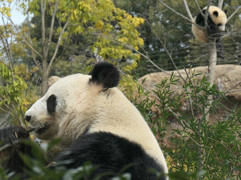 シンシンと次女のレイレイ。2022年3月23日。