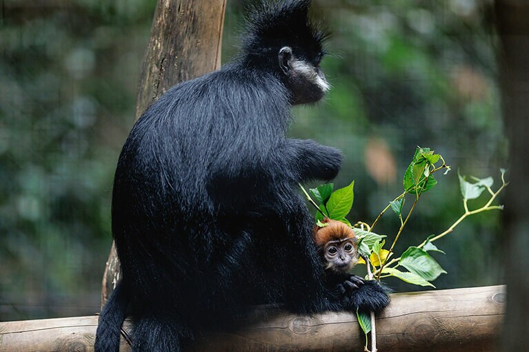 チョコとミント。