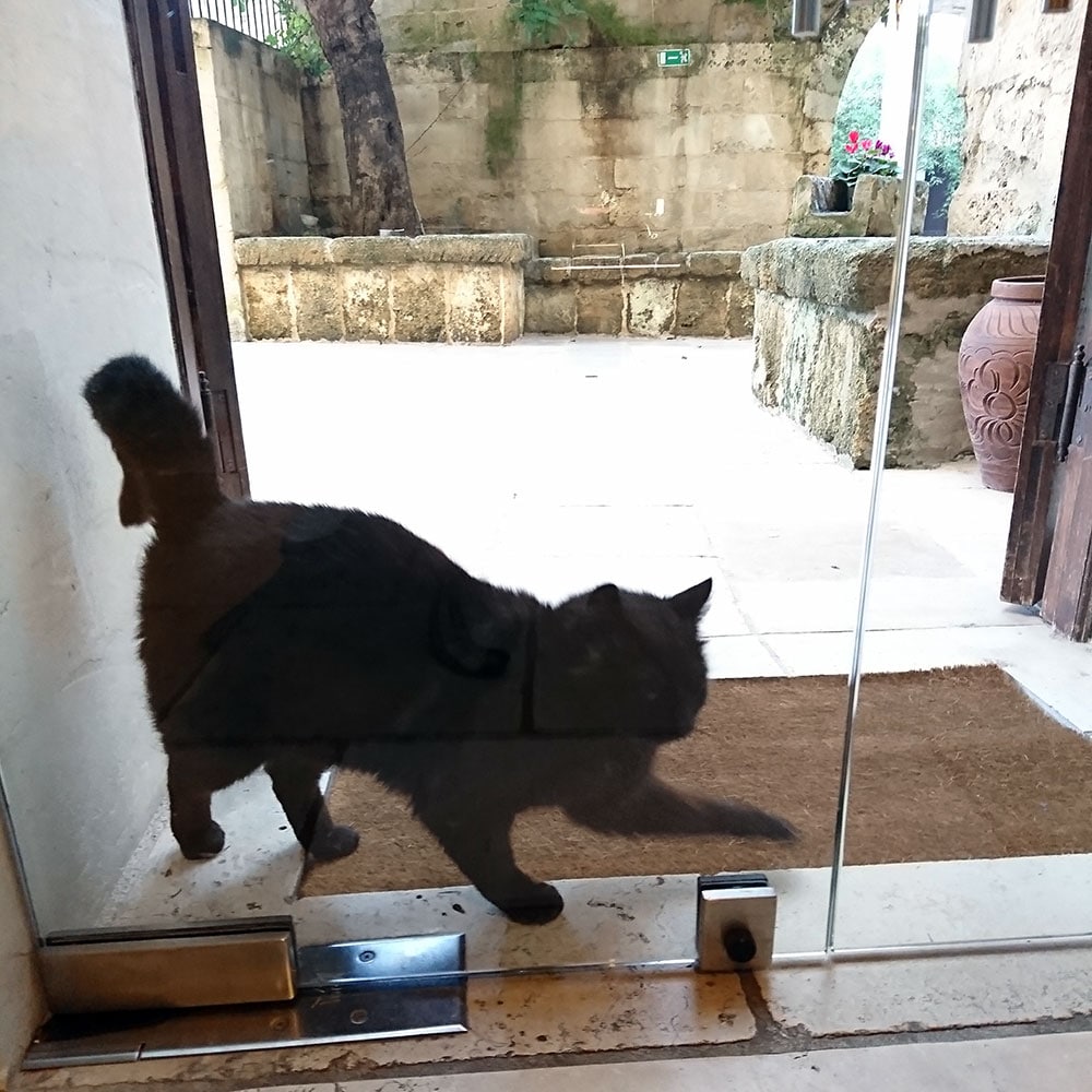 レッチェのホテル「ディモーラ・ストーリカ・トッレ・デル・パルコ 1419」の入り口で必ず出迎えてくれる黒猫くん。