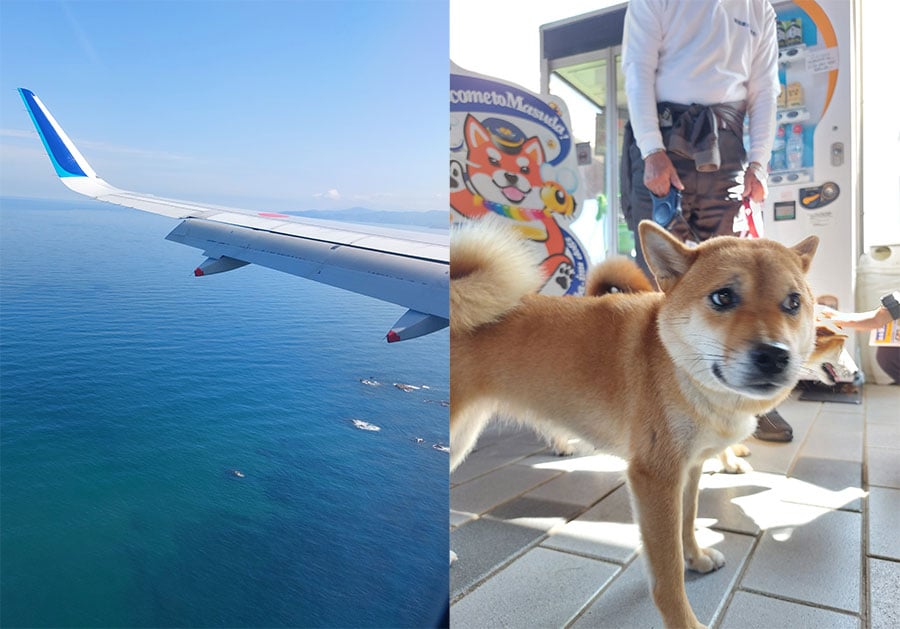 〈写真左〉萩・石見空港は初めてという磯村さん。「飛行機の窓から見える青い海が素敵でした！」。〈写真右〉柴犬のルーツがあるのも実は石見エリア。毎月第1・3土曜の午前便到着時には、空港にて柴犬が旅行者をお迎えするイベントが。