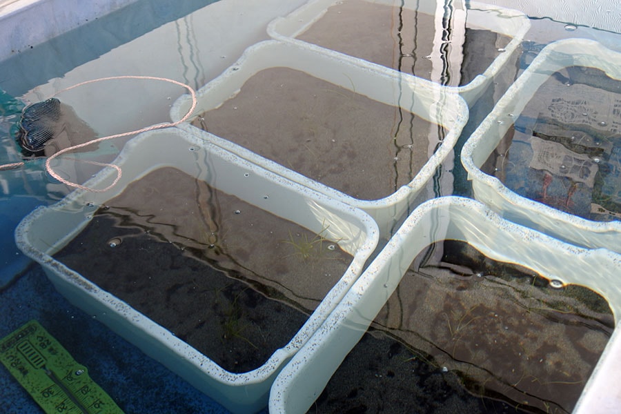 水温を一定にした水槽でアマモの苗を育てる取り組みも。