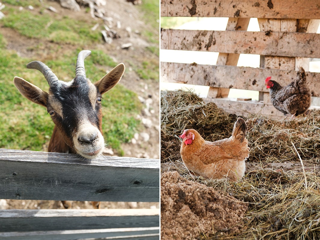 左：のんびりと暮らすヤギたちには、全てに名前が付けられている。カメラが大好きなヤギ君も。右：納屋には、放し飼いのニワトリたちが。