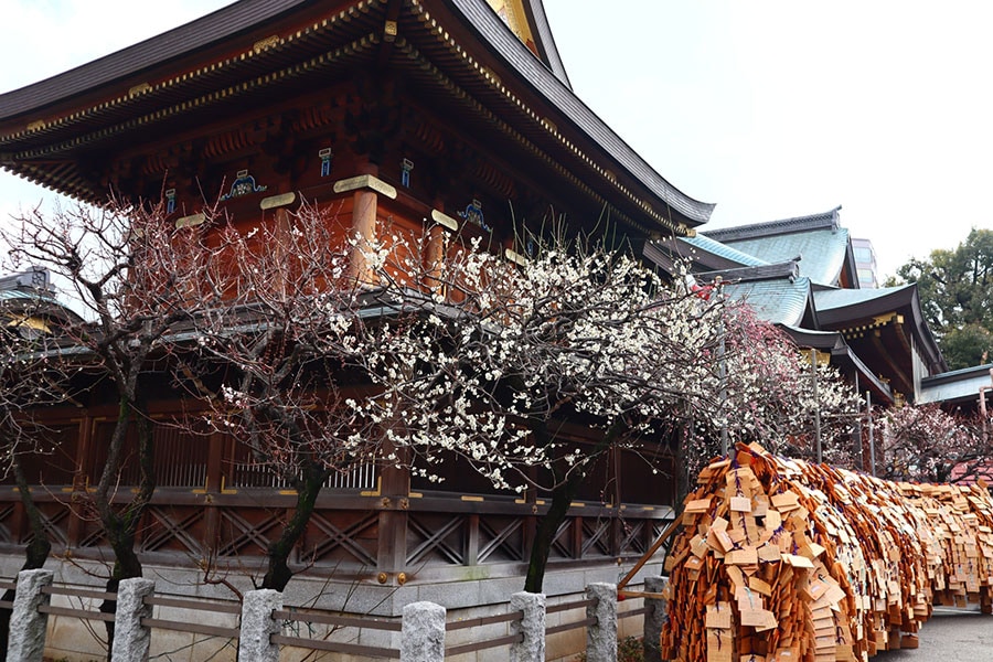 【東京都】文京梅まつり。