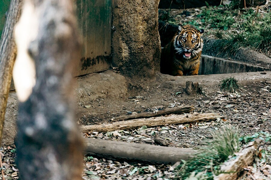 2023年4月に上野動物園で誕生したアサ。