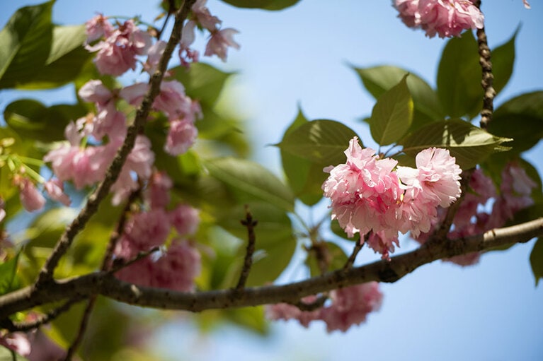 四季折々の花が咲く出雲大社。
