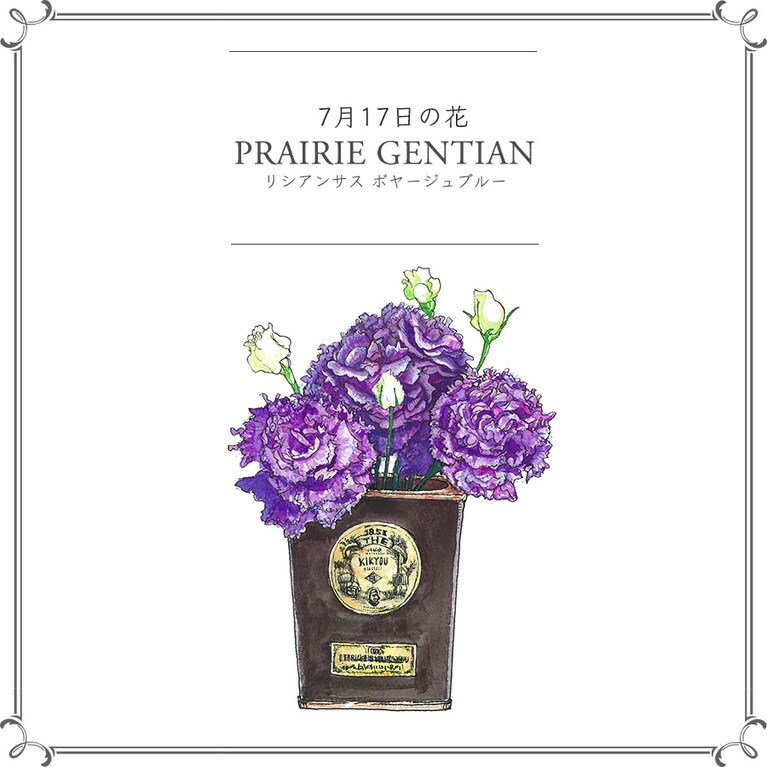 7月17日の花「リシアンサス ボヤージュブルー」