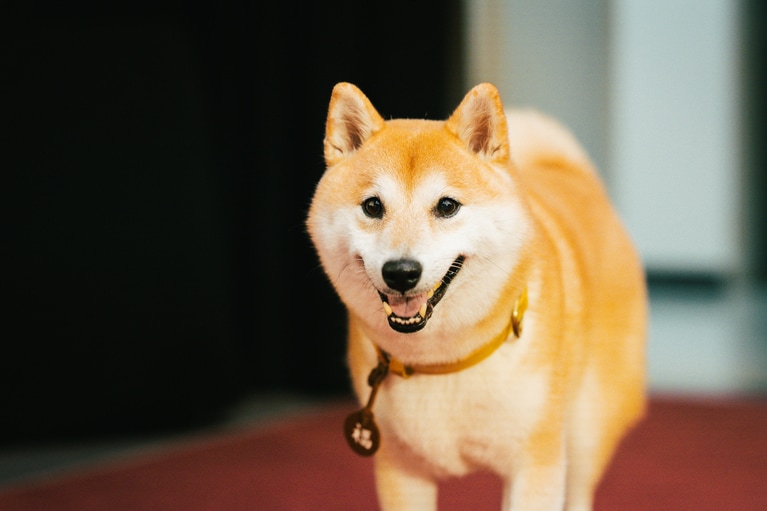 主人公・相楽の愛犬・福助を演じた「のこ」。
