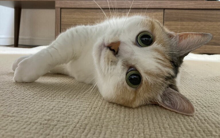 もち ♀ 5歳。「よく食べよく寝る。ご長寿猫目指して、これからも一緒に楽しく生きてこうね」