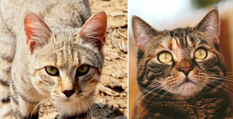 （左）リビアヤマネコの顔。Photo by Tony Rebelo　（右）飼い猫の顔。Photo by KAVOWO from Pixabay