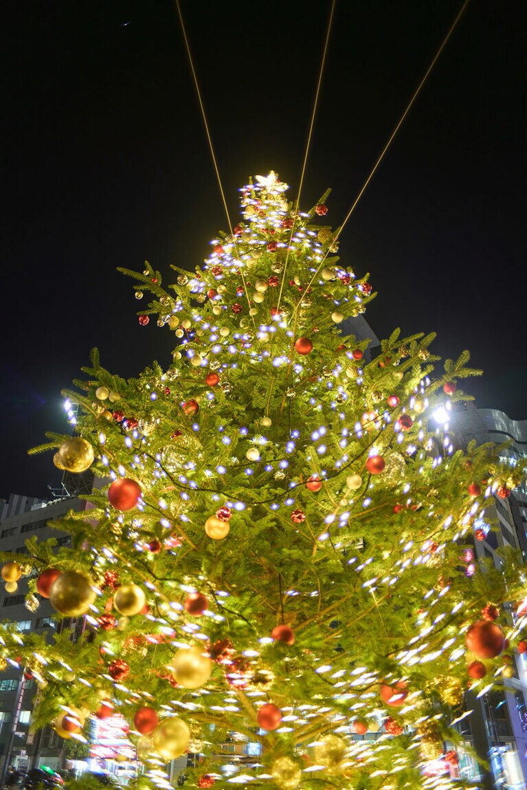 屋外のツリー。