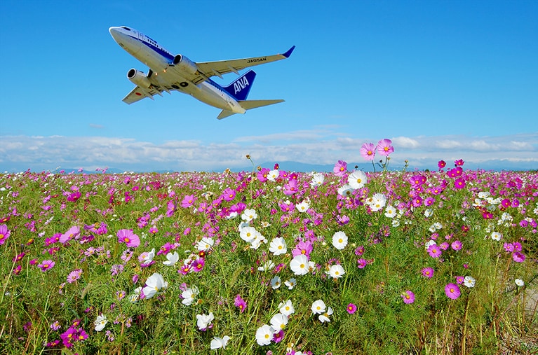【佐賀県】佐賀空港コスモス園。