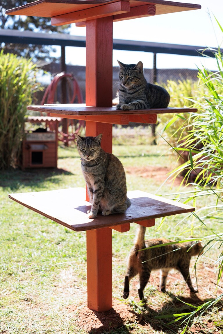 猫好きにはたまらない至福の空間。あっという間に時が過ぎる。