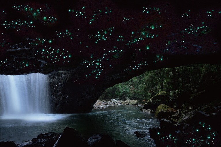 神秘的な光を放つ土ボタル。『天空の城ラピュタ』の飛行石のモデルになったとの “伝説” も。photo:Tour Gold Coast