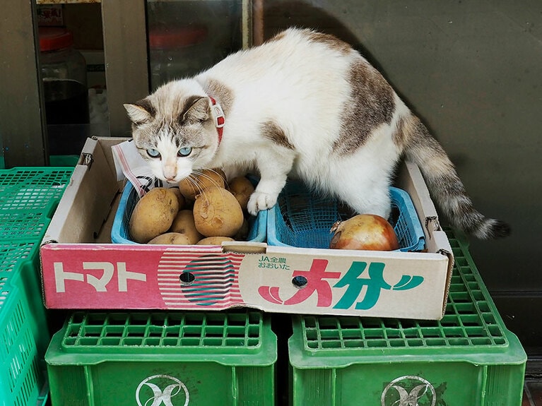 「ニャ!? トマトって、こんな茶色でゴツゴツしていたっけかニャァ？」