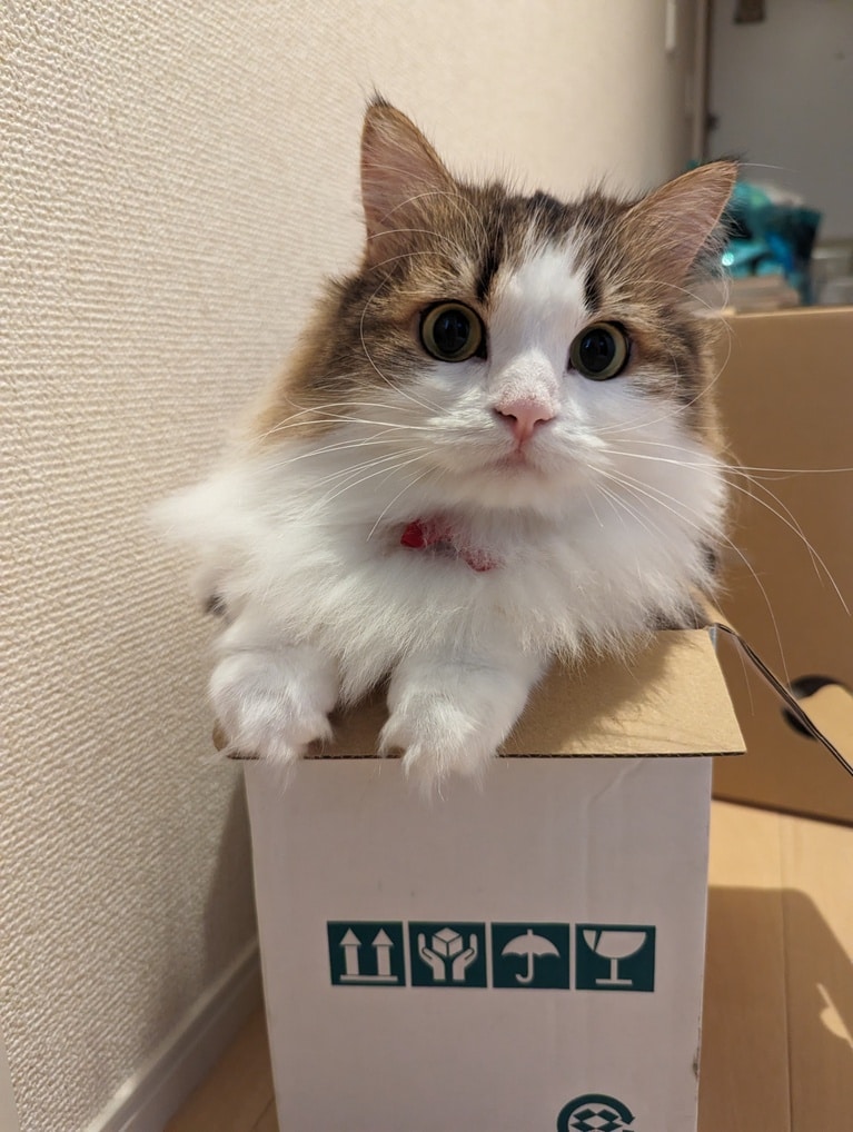 ルル ♀ 4歳。ダンボールが大好きで、郵便物が届いたら目をキラキラさせながら走って寄ってきます。その時のダンボールに入って満足気な顔をしてるところです（クラッピーさん）