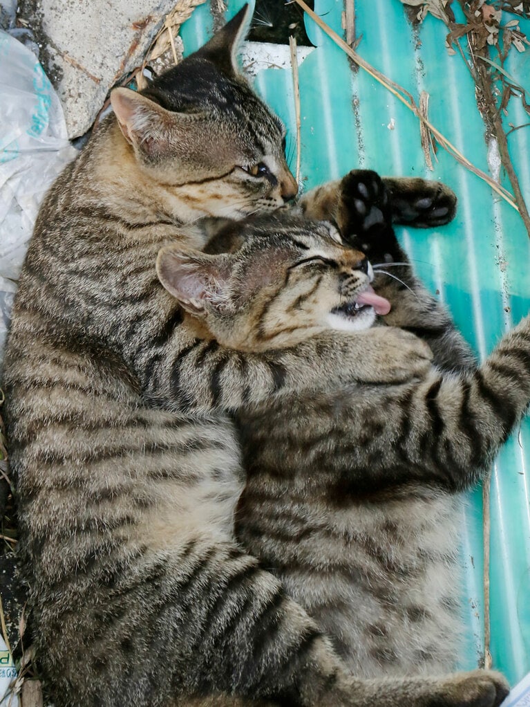 「新しい必殺技をおぼえたのニャ！　かけさせるのニャ♪」「ギ……ギブアップなのニャ～!!」