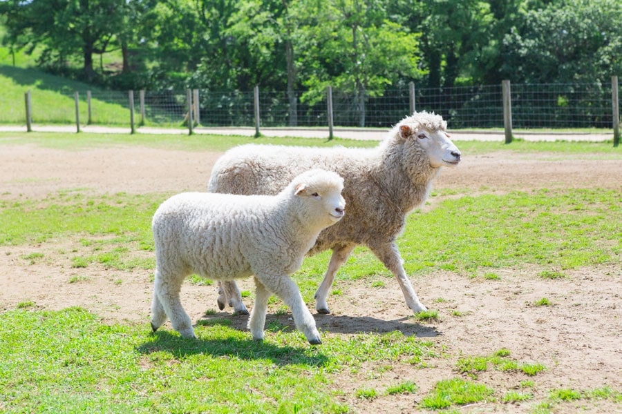 4月の「マザー牧場」にて撮影。子羊の成長がうかがえる1枚。歩き方がお母さんにそっくり。