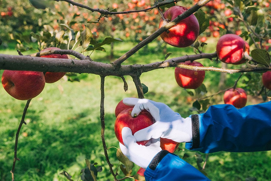 りんごの収穫は軸を残すようにして手でおこなう。意外に難しい！