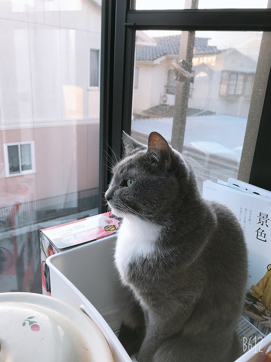 ネネ ♀ 13歳。暖かい日のルーティン。お気に入りの場所で、外を眺める愛猫の可愛さにパチリ📸