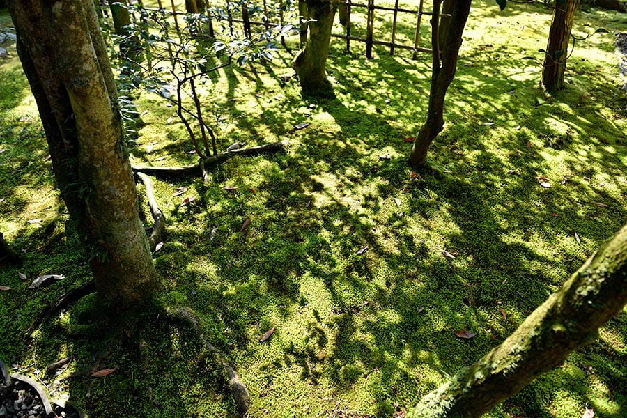 【神勝寺 禅と庭のミュージアム】美しい緑のじゅうたんは、眺めているだけで心がほっと癒やされます。