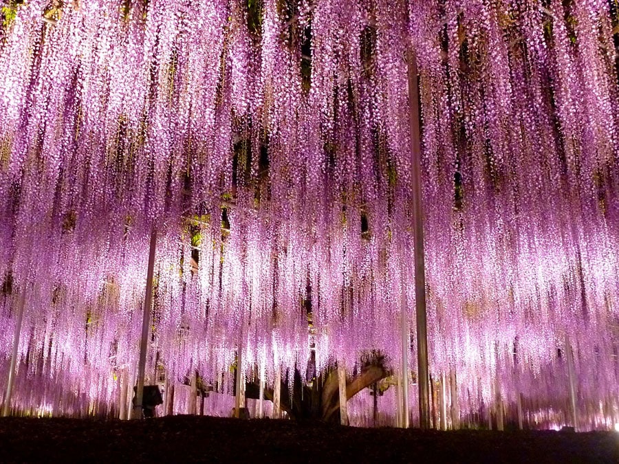 あしかがフラワーパーク「ふじのはな物語～大藤まつり2022～」／栃木県