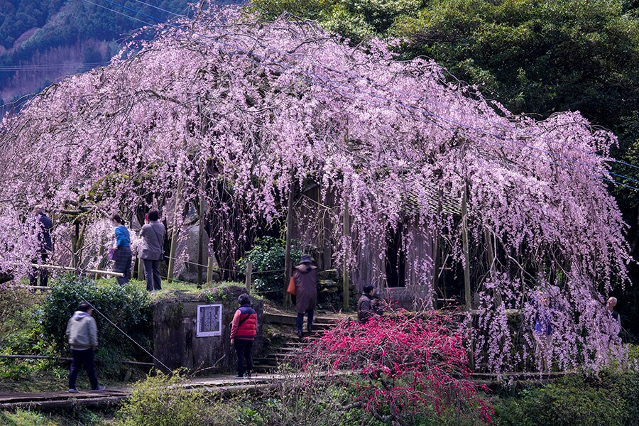 【愛媛県】石畳東のしだれ桜。